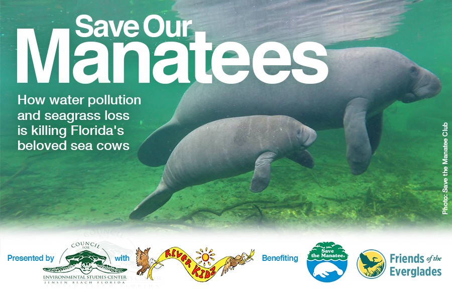 Save Our Manatees: How Water Pollution And Seagrass Loss Is Killing ...